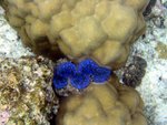 A tridacna clam in Paradise Island