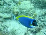 Power-blue surgeonfish