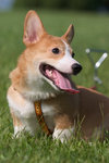 corgi-01_77rEsT3Rqi3m