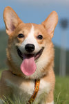 corgi-03_ADTSeifsRlwz