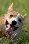 corgi-04_DfWHdIOO48py
