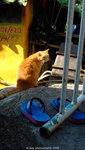 DSCF9271 copy