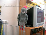 Img9171