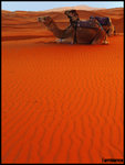 camels