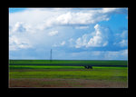 grassland