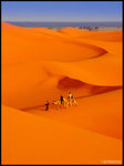 saharacamel1_copy