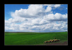 shepherd1