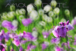 DSC_384a1c