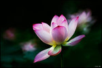 lotus1c