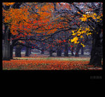 loau18 copy