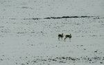 Tibet_20070619_0022