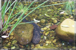 BabyFish_c5027