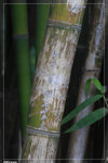 Bamboo_c5074