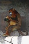 GoldenMonkey_c5099