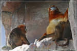 GoldenMonkey_c5100