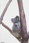 Koala_c5082