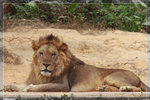 Lion_c4865