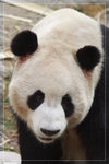 Panda_c5088