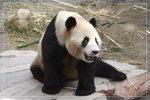 Panda_c5090