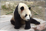 Panda_c5091