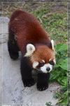 RedPanda_c5106