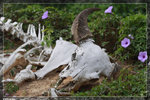 Skull_c4877