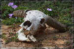 Skull_c4882