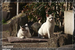 Cats_5D_5581