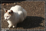Cats_5D_5590