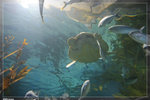 Aquarium_22R1760