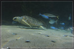 Aquarium_22R1763