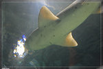Aquarium_22R1765