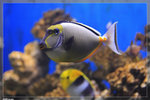 Aquarium_22R1784