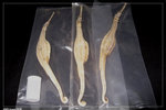 SeaDragon_e4652