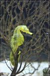SeaHorse_22R1773