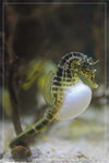 SeaHorse_22R1788