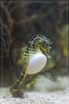 SeaHorse_22R1789