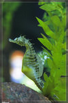 SeaHorse_22R1791