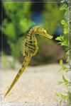 SeaHorse_22R1794