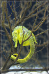 SeaHorse_22R1795