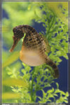 SeaHorse_22R1802