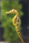 SeaHorse_22R1803