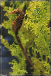 SeaHorse_22R1814
