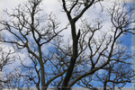 Auckland_22R1455