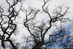 Auckland_22R1456