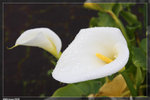 Auckland_22R1475