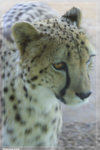 Zoo_22R1555