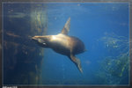Zoo_22R1595