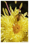 Chrysanthemum_Bee2_b8748
