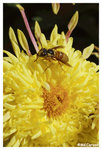 Chrysanthemum_Bee2_b8749